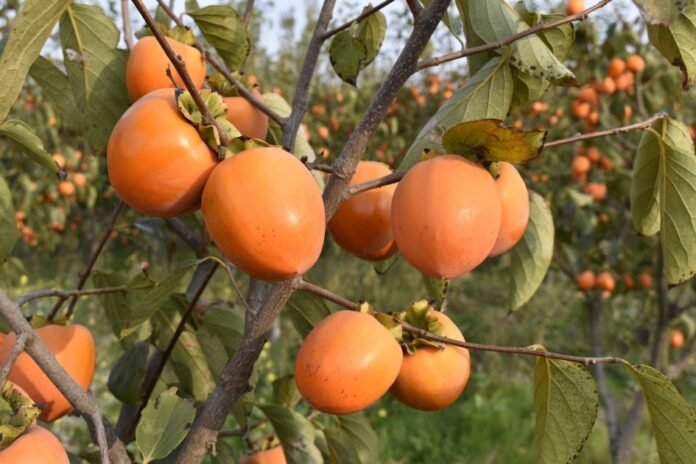 Tərtərdə xurma yığımı başladı, məhsul xarici bazarlara çıxarılır - wecom.az